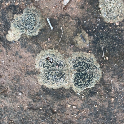 Lichen - crustose at Hughes Garran Woodland - 8 Jan 2024 by ruthkerruish