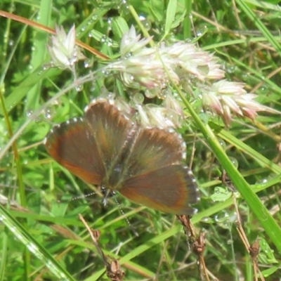 Neolucia hobartensis (Montane Heath-blue) at Tharwa, ACT - 6 Jan 2024 by Christine