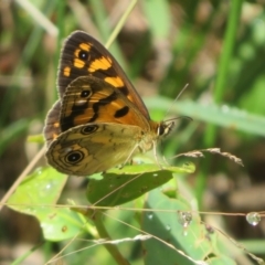 Heteronympha cordace (Bright-eyed Brown) at Gibraltar Pines - 6 Jan 2024 by Christine