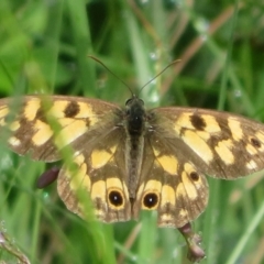 Heteronympha cordace at Gibraltar Pines - 6 Jan 2024 10:45 AM