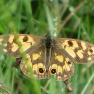 Heteronympha cordace at Gibraltar Pines - 6 Jan 2024