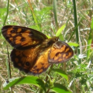 Heteronympha penelope at Gibraltar Pines - 6 Jan 2024