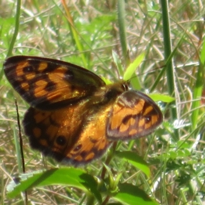 Heteronympha penelope (Shouldered Brown) at Tharwa, ACT - 6 Jan 2024 by Christine