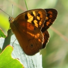 Heteronympha penelope at Gibraltar Pines - 6 Jan 2024