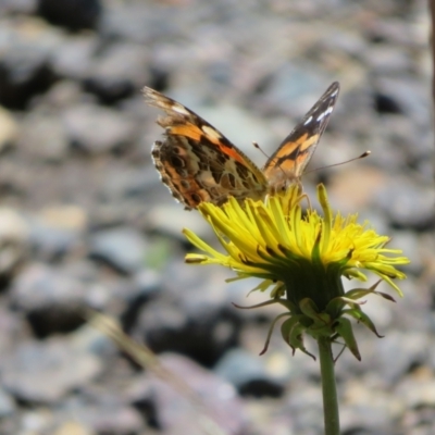 Vanessa kershawi (Australian Painted Lady) at Gibraltar Pines - 6 Jan 2024 by Christine