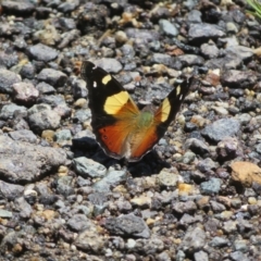 Vanessa itea (Yellow Admiral) at Gibraltar Pines - 6 Jan 2024 by Christine