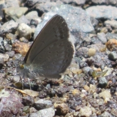 Zizina otis (Common Grass-Blue) at Gibraltar Pines - 6 Jan 2024 by Christine