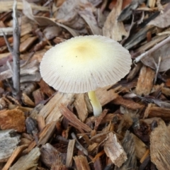 Bolbitius titubans (Yellow Fieldcap Mushroom) at QPRC LGA - 9 Jan 2024 by Paul4K