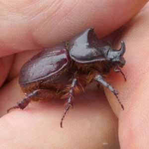 Dasygnathus sp. (genus) at QPRC LGA - 9 Jan 2024