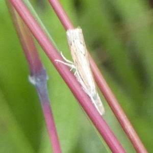 Culladia cuneiferellus at Bicentennial Park - 9 Jan 2024