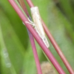 Culladia cuneiferellus at Bicentennial Park - 9 Jan 2024