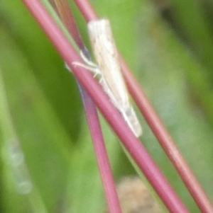 Culladia cuneiferellus at Bicentennial Park - 9 Jan 2024