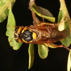 Pergagrapta bella (A sawfly) at Ainslie, ACT - 8 Jan 2024 by jb2602