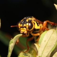 Xyloperga sp. (genus) at Mount Ainslie - 8 Jan 2024