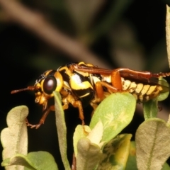 Xyloperga sp. (genus) at Mount Ainslie - 8 Jan 2024