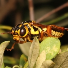 Xyloperga sp. (genus) at Mount Ainslie - 8 Jan 2024