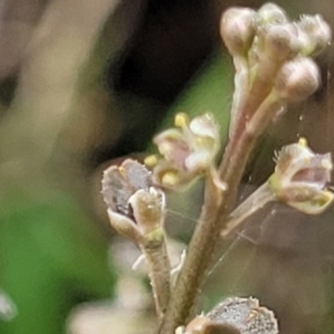 Lepidium ginninderrense at Budjan Galindji (Franklin Grassland) Reserve - 9 Jan 2024