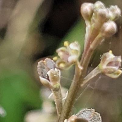 Lepidium ginninderrense (Ginninderra Peppercress) at Franklin, ACT - 9 Jan 2024 by trevorpreston