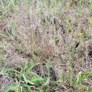 Lepidium ginninderrense at Budjan Galindji (Franklin Grassland) Reserve - 9 Jan 2024