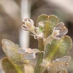 Lepidium ginninderrense (Ginninderra Peppercress) at Budjan Galindji (Franklin Grassland) Reserve - 9 Jan 2024 by trevorpreston