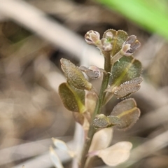 Lepidium ginninderrense at Budjan Galindji (Franklin Grassland) Reserve - 9 Jan 2024