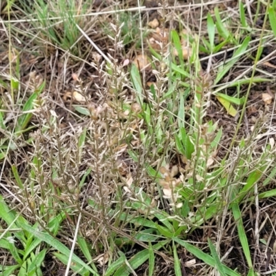 Lepidium ginninderrense (Ginninderra Peppercress) at Franklin, ACT - 9 Jan 2024 by trevorpreston