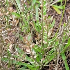 Lepidium ginninderrense at Budjan Galindji (Franklin Grassland) Reserve - 9 Jan 2024