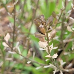 Lepidium ginninderrense at Budjan Galindji (Franklin Grassland) Reserve - 9 Jan 2024