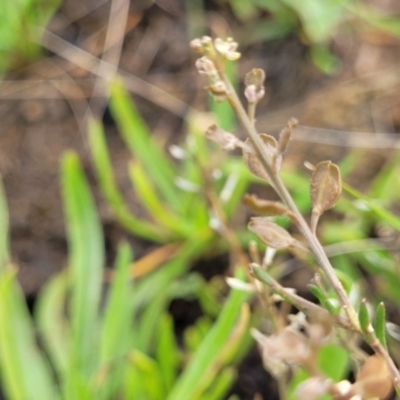 Lepidium ginninderrense (Ginninderra Peppercress) at Budjan Galindji (Franklin Grassland) Reserve - 9 Jan 2024 by trevorpreston