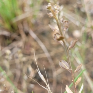 Lepidium ginninderrense at Budjan Galindji (Franklin Grassland) Reserve - suppressed