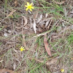 Tricoryne elatior (Yellow Rush Lily) at Macarthur, ACT - 9 Jan 2024 by LPadg