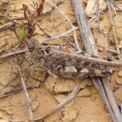 Austroicetes sp. (genus) (A grasshopper) at Franklin, ACT - 9 Jan 2024 by trevorpreston