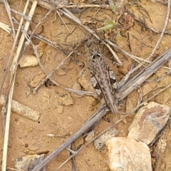 Austroicetes sp. (genus) at Budjan Galindji (Franklin Grassland) Reserve - 9 Jan 2024 11:23 AM