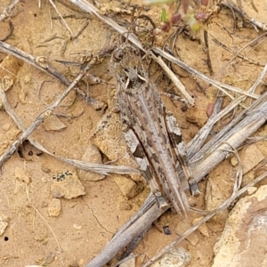 Austroicetes sp. (genus) at Budjan Galindji (Franklin Grassland) Reserve - 9 Jan 2024 11:23 AM