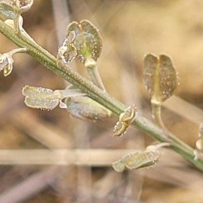 Lepidium ginninderrense (Ginninderra Peppercress) at Franklin, ACT - 9 Jan 2024 by trevorpreston