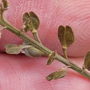 Lepidium ginninderrense at Budjan Galindji (Franklin Grassland) Reserve - 9 Jan 2024