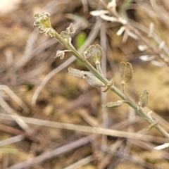 Lepidium ginninderrense at Budjan Galindji (Franklin Grassland) Reserve - 9 Jan 2024