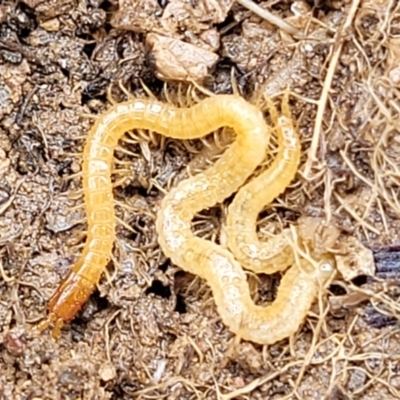 Geophilomorpha sp. (order) (Earth or soil centipede) at Budjan Galindji (Franklin Grassland) Reserve - 9 Jan 2024 by trevorpreston