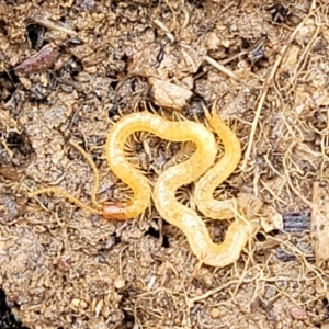 Geophilomorpha sp. (order) at Budjan Galindji (Franklin Grassland) Reserve - 9 Jan 2024