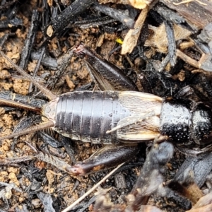 Velarifictorus (Buangina) diminuens at Budjan Galindji (Franklin Grassland) Reserve - 9 Jan 2024 11:19 AM