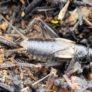 Velarifictorus (Buangina) diminuens at Budjan Galindji (Franklin Grassland) Reserve - 9 Jan 2024 11:19 AM