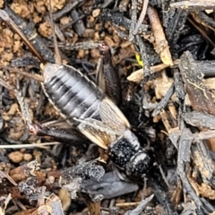 Velarifictorus (Buangina) diminuens at Budjan Galindji (Franklin Grassland) Reserve - 9 Jan 2024 11:19 AM