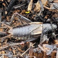 Velarifictorus (Buangina) diminuens at Budjan Galindji (Franklin Grassland) Reserve - 9 Jan 2024 11:19 AM