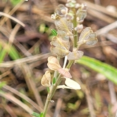 Lepidium ginninderrense (Ginninderra Peppercress) at Franklin, ACT - 9 Jan 2024 by trevorpreston