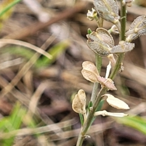 Lepidium ginninderrense at Budjan Galindji (Franklin Grassland) Reserve - 9 Jan 2024