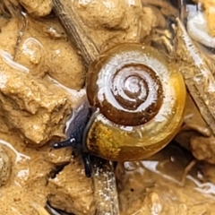 Oxychilus alliarius (Garlic Snail) at Harrison, ACT - 9 Jan 2024 by trevorpreston
