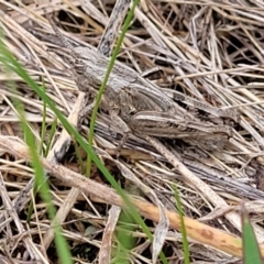 Peakesia hospita (Common Peakesia Grasshopper) at Budjan Galindji (Franklin Grassland) Reserve - 9 Jan 2024 by trevorpreston