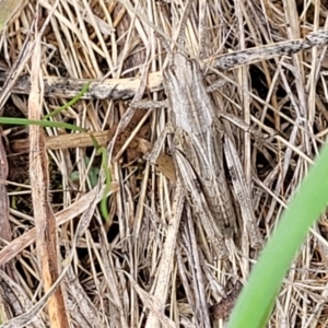 Peakesia hospita at Franklin Grassland (FRA_5) - 9 Jan 2024