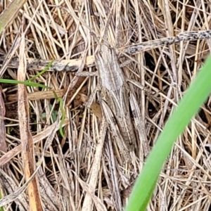 Peakesia hospita at Franklin Grassland (FRA_5) - 9 Jan 2024