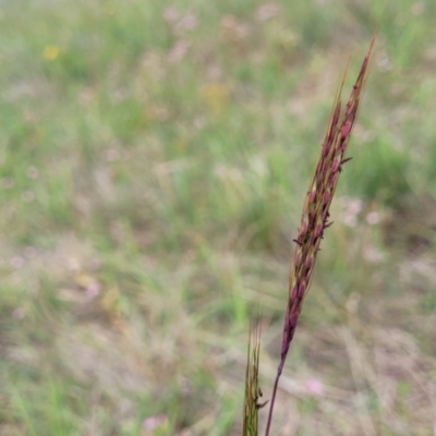 Bothriochloa macra (Red Grass, Red-leg Grass) at Harrison, ACT - 9 Jan 2024 by trevorpreston